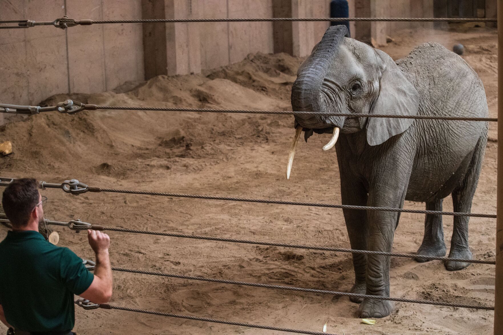 p1 Claire the elephant